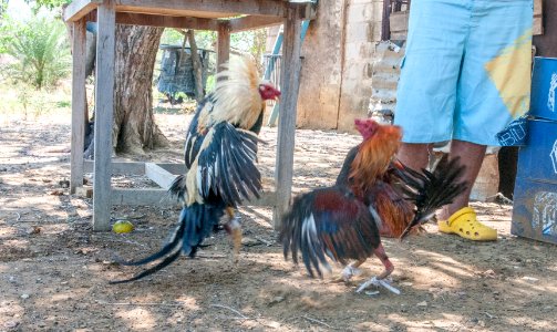 Cockfighting in Margarita Island, Venezuela 02