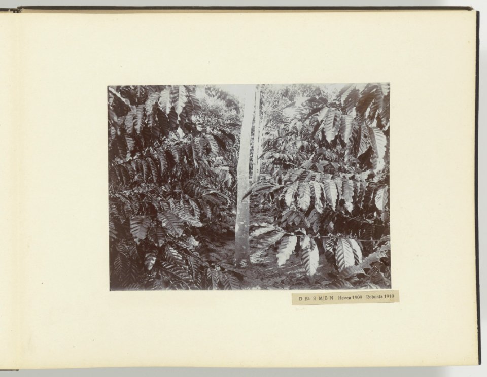 Collectie Fotocollectie Deli Maatschappij, fotonummer 831 07, Bestanddeelnr 831 07