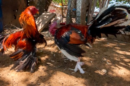 Cockfighting in Margarita Island, Venezuela 13