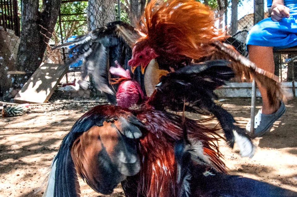 Cockfighting in Margarita Island, Venezuela 12