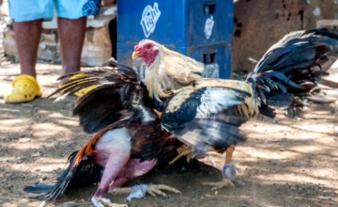 Cockfighting in Margarita Island, Venezuela 04