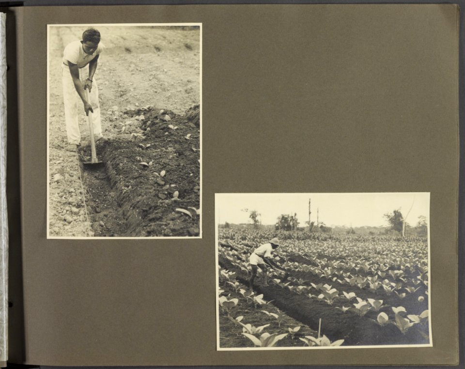 Collectie Fotocollectie Deli Maatschappij, fotonummer 831 09, Bestanddeelnr 831 09