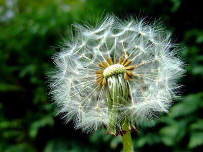 Wish blowing lint