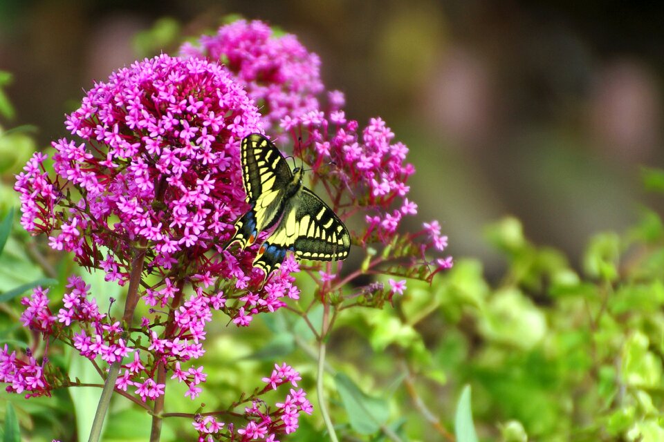 Flowers buddleja colors photo