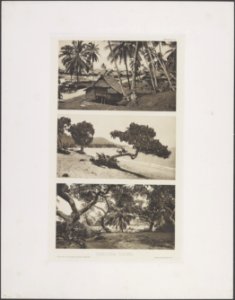Collectie Fotocollectie Deli Maatschappij, fotonummer 844 73, Bestanddeelnr 844 73