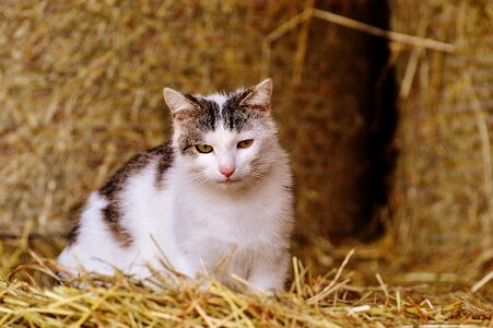 Animal animal world domestic cat