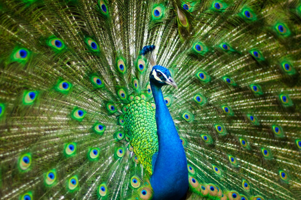 Zoo colorful plumage