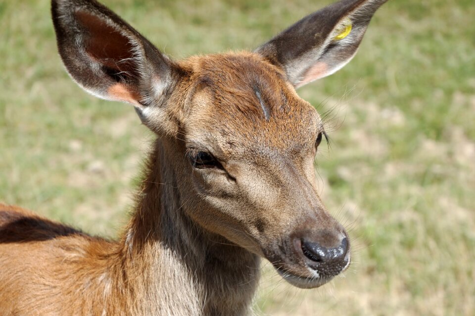 Animal zoo head