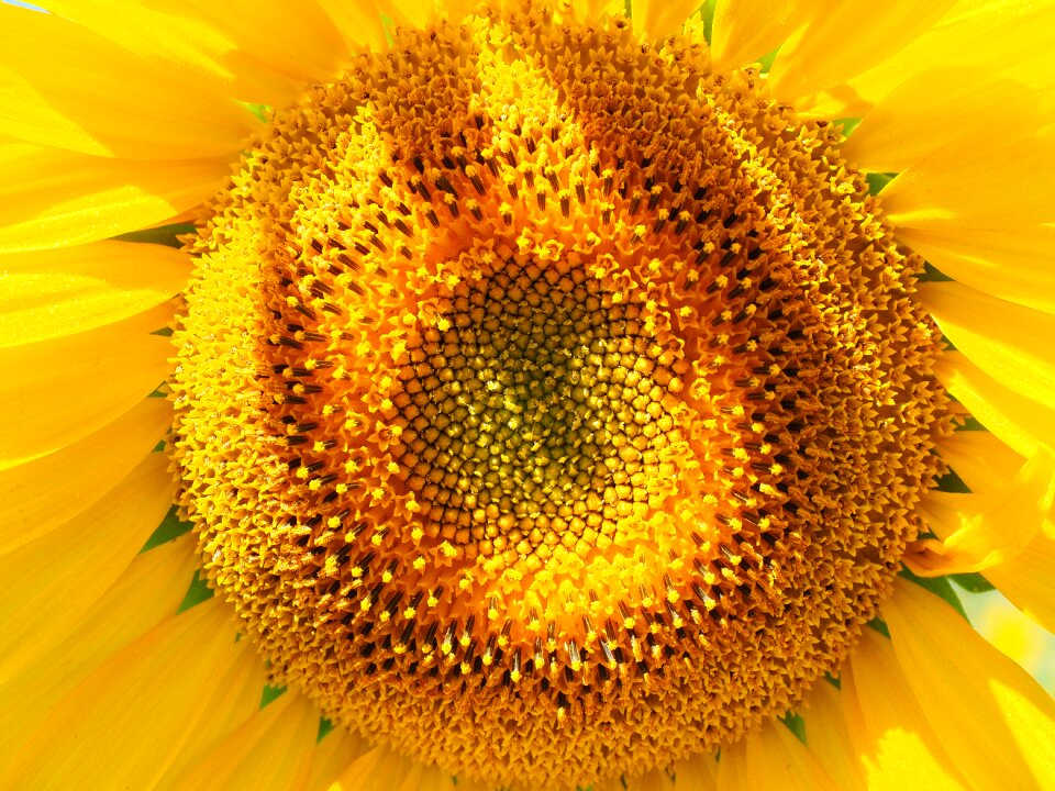 Tongue flower tubular flowers helianthus annuus