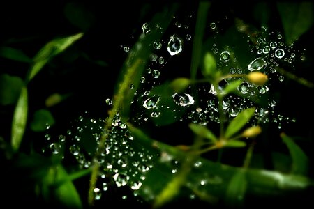 Nature liquid rain water