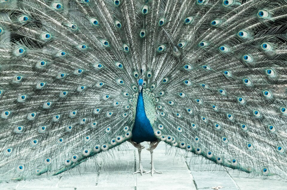 Bird feather zoo
