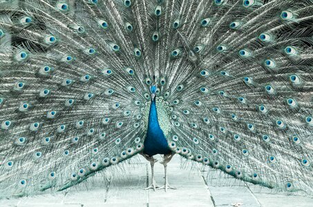 Bird feather zoo