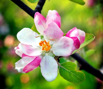 Sad apple flower blooms