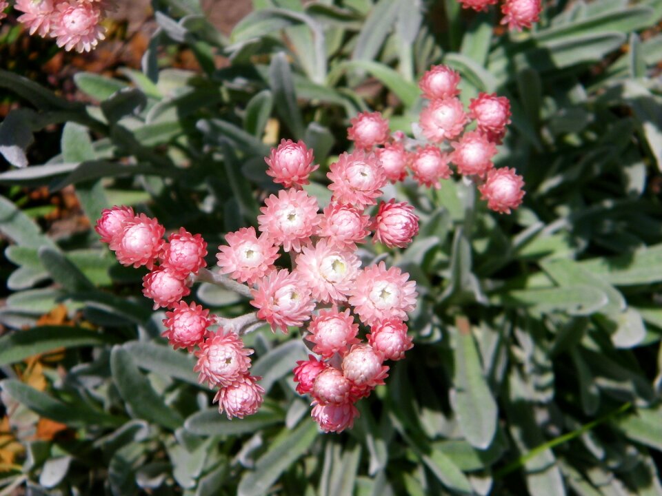 Everlasting flower pink