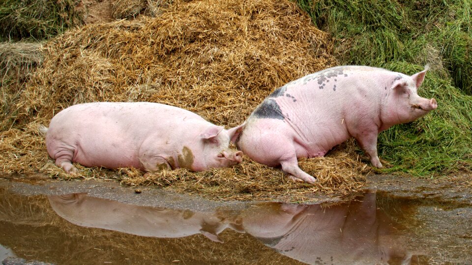 Livestock agriculture sow