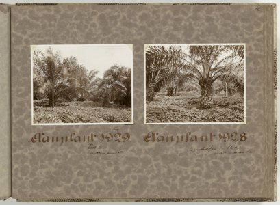 Collectie Fotocollectie Deli Maatschappij, fotonummer 840 17, Bestanddeelnr 840 17
