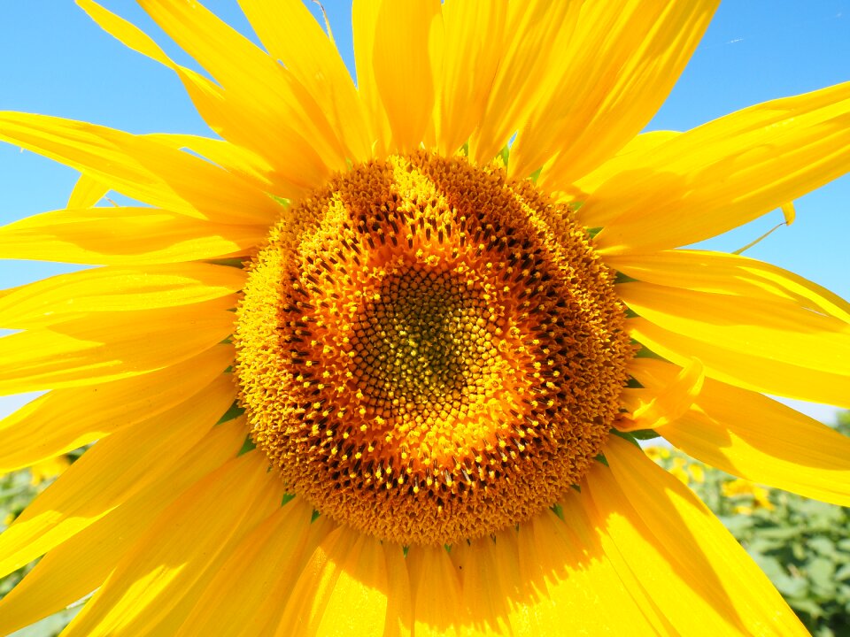 Tongue flower tubular flowers helianthus annuus