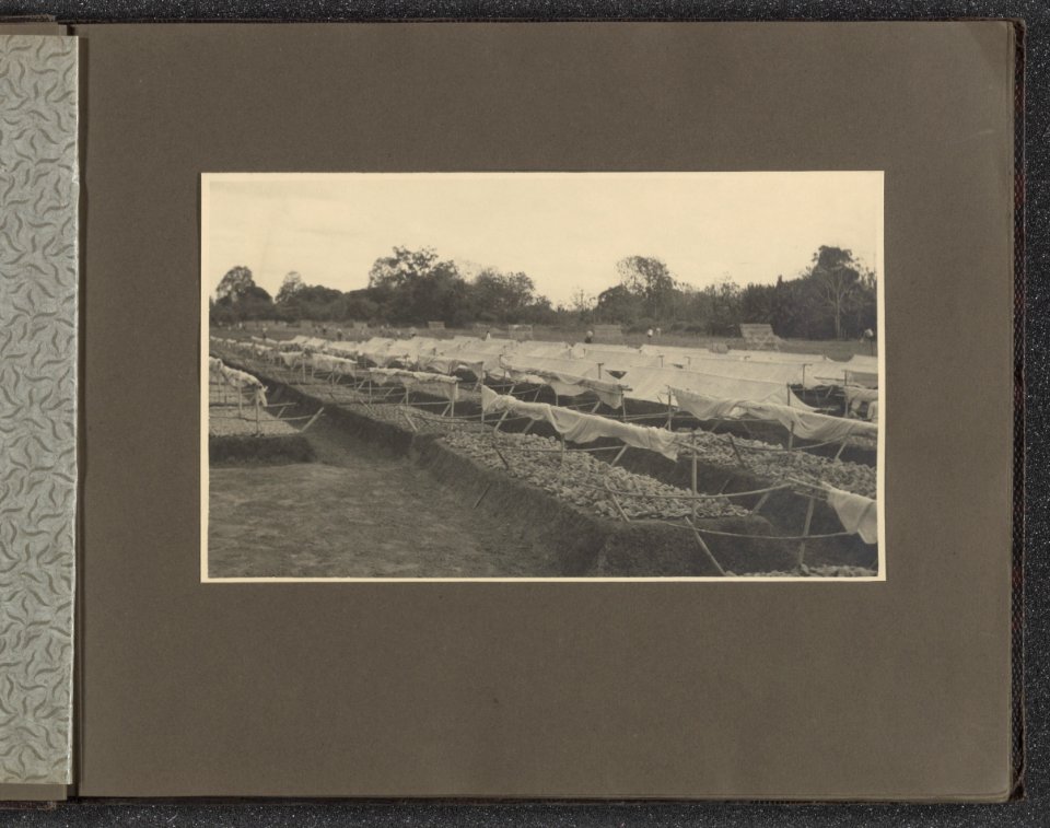 Collectie Fotocollectie Deli Maatschappij, fotonummer 831 06, Bestanddeelnr 831 06