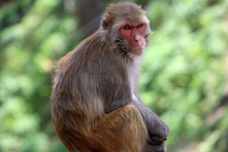 Monkey macaca himalayan monkey