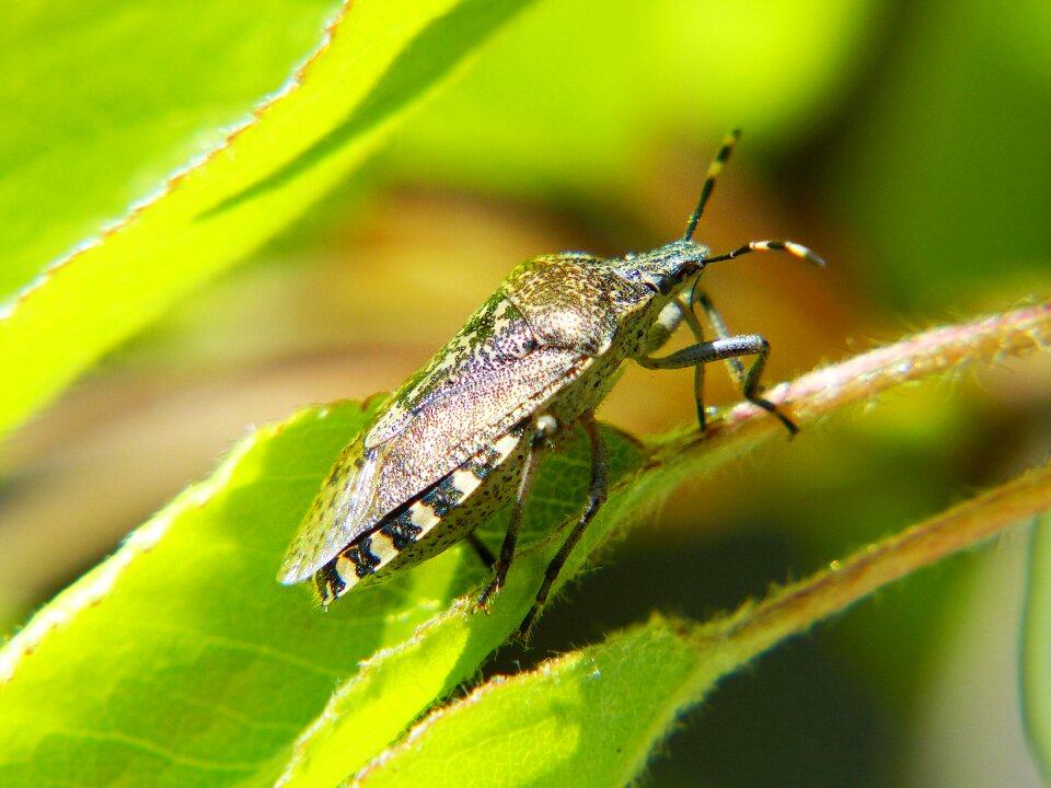 Macro spotted garden