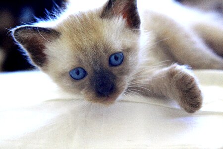 Baby animal cute animal