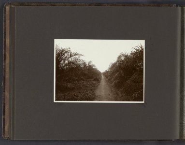 Collectie Fotocollectie Deli Maatschappij, fotonummer 832 18, Bestanddeelnr 832 18