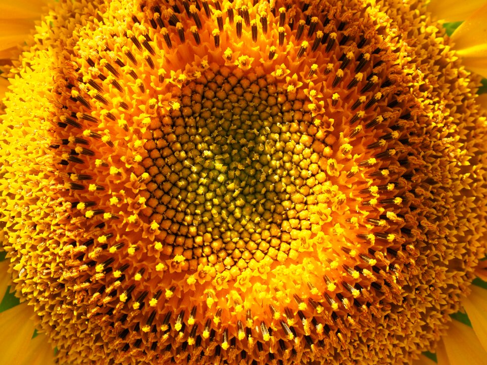 Tongue flower tubular flowers helianthus annuus