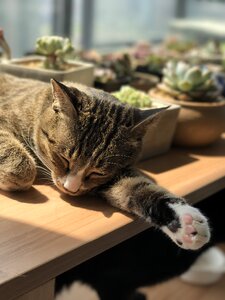 Cat cute lovely