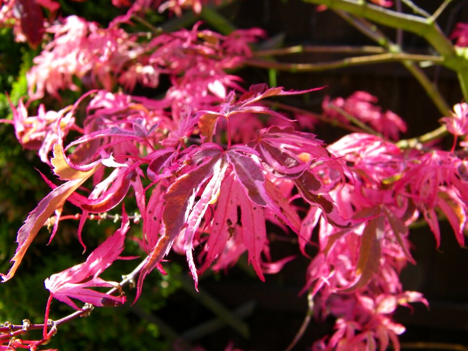 Summer acer pink