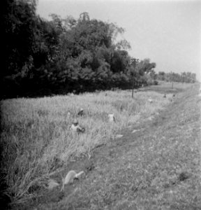Collectie Fotocollectie Dienst voor Legercontacten Indonesië, fotonummer 11399, Bestanddeelnr 11399