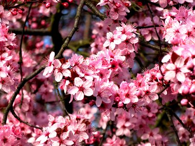 Almond blossom spring spring awakening