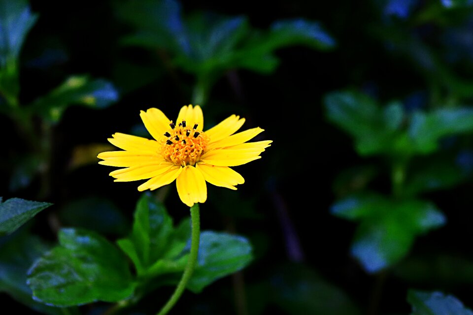 The rainy season yellow bright