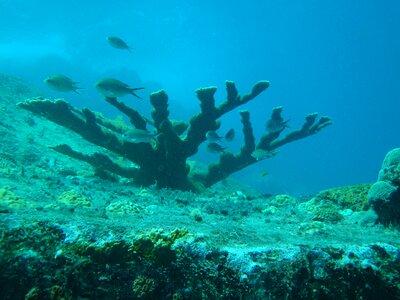 Tree submarine coral reef