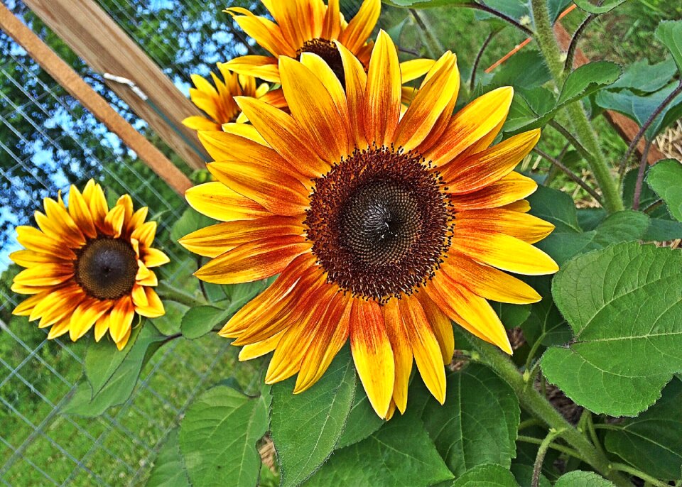 Garden flora blooming