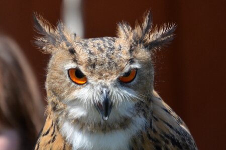 Owl bird wild bird
