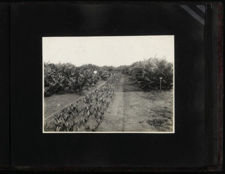 Collectie Fotocollectie Deli Maatschappij, fotonummer 840 36, Bestanddeelnr 840 36