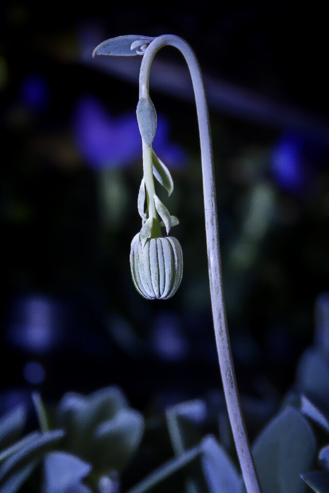 Silver grey leaves succulent