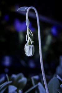 Silver grey leaves succulent
