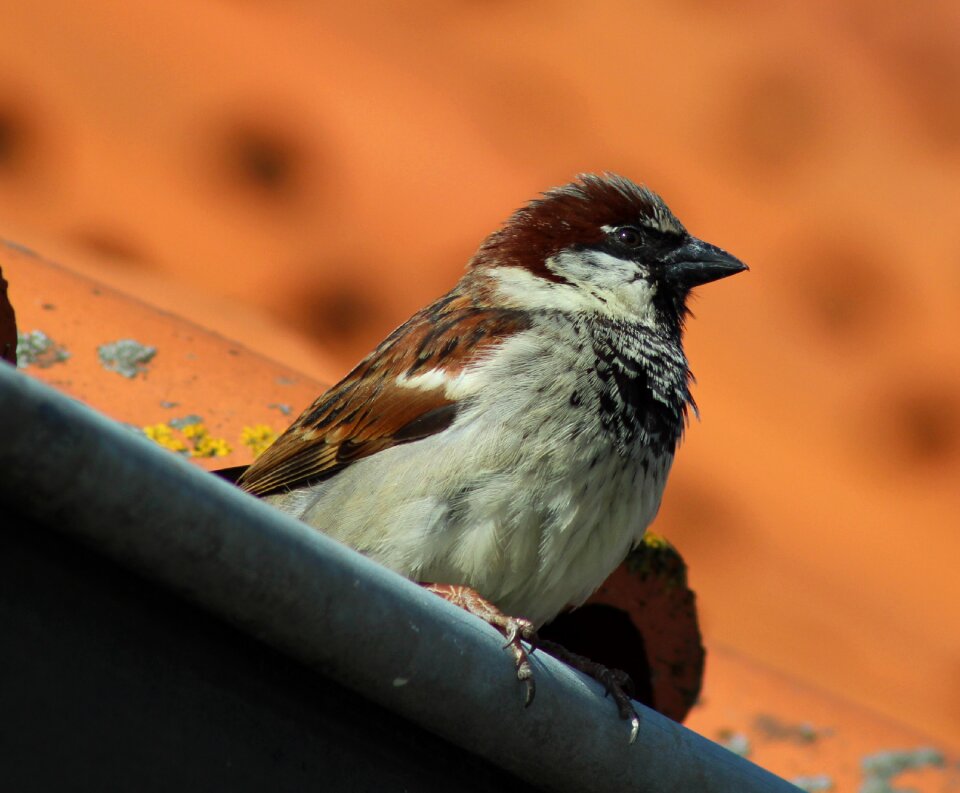 Nature songbird animal