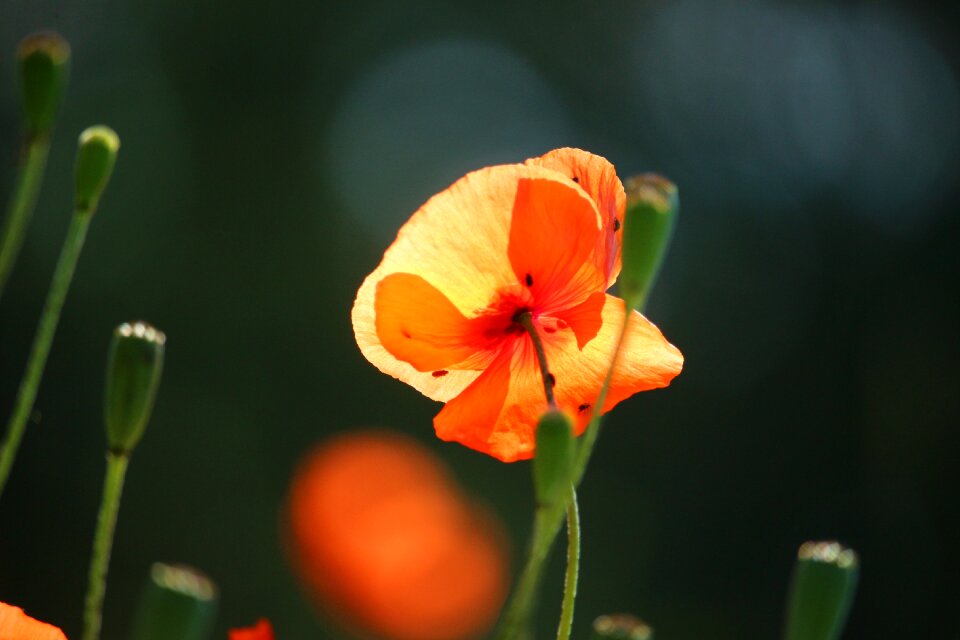 Flower poppy capsule klatschmohn photo