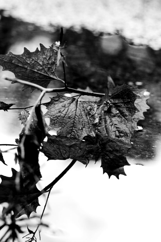 Puddle water reflection