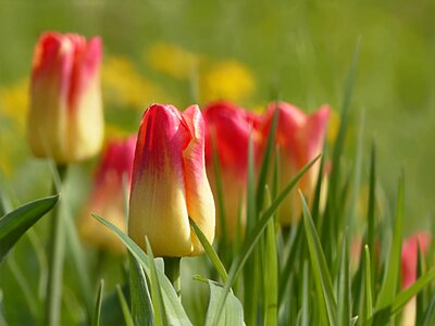 Tulipa yellow red spring photo