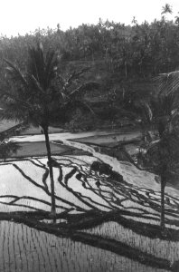 Collectie Fotocollectie Dienst voor Legercontacten Indonesië, fotonummer 1632-10, Bestanddeelnr 1632-10-4