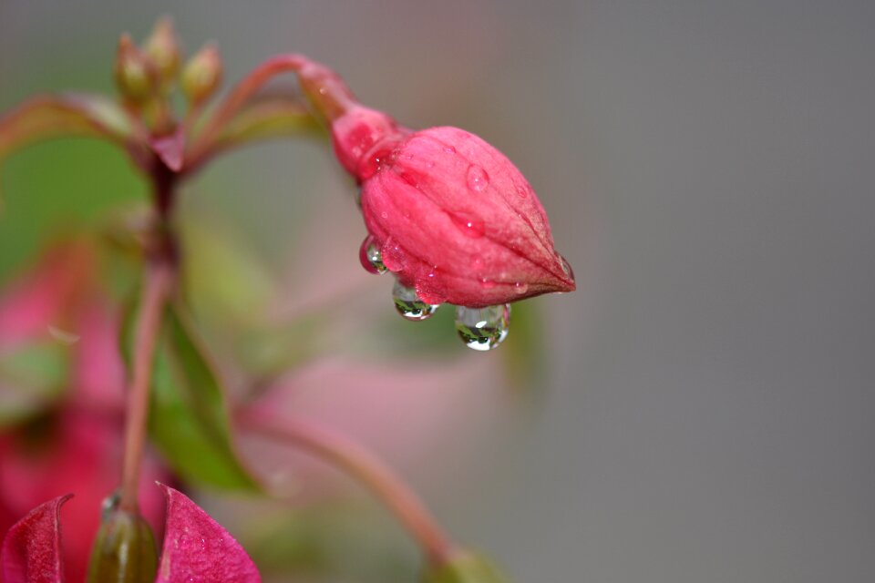 Spring nature plant