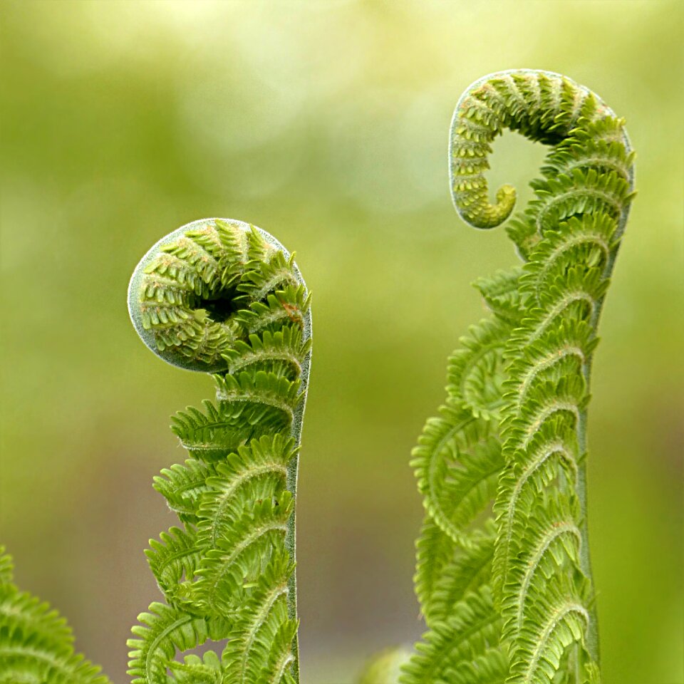 Polypodium plant green
