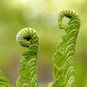 Polypodium plant green