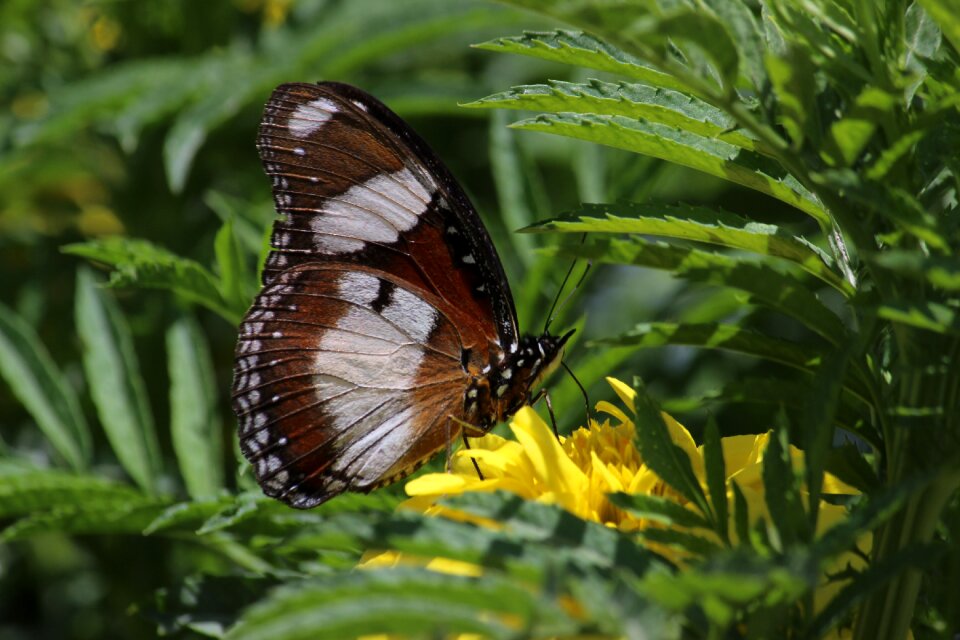 Insects metamorphic nature