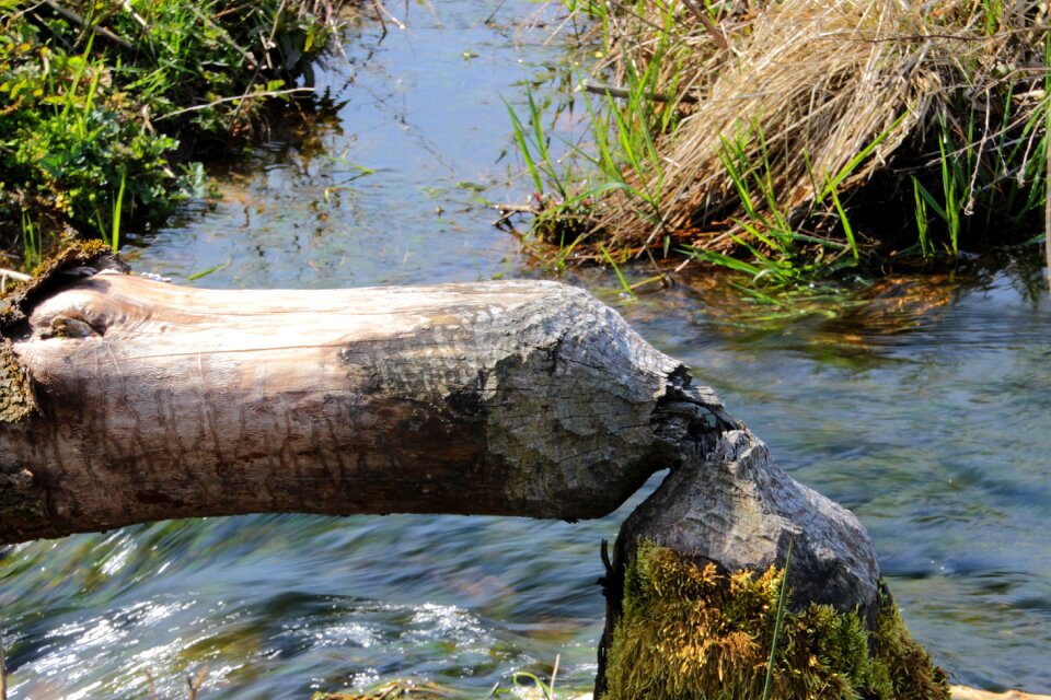 Gnawed by beavers bite tracks nature