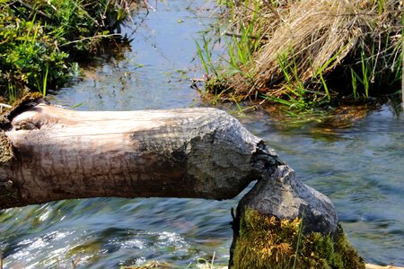 Gnawed by beavers bite tracks nature