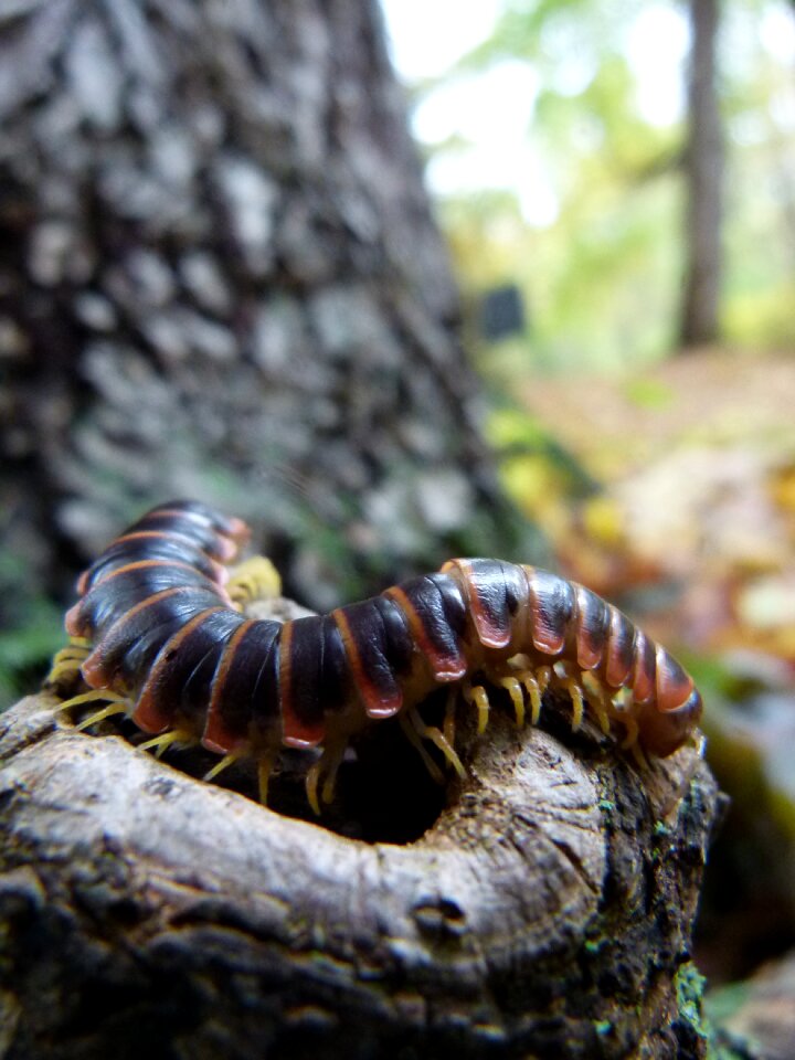 Animal wildlife centipede